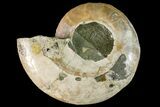 Bargain, Cut & Polished Ammonite Fossil (Half) - Madagascar #148052-1